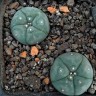 Купить семена кактуса Lophophora williamsii SB 854