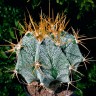 Семена кактуса Astrophytum ornatum MIX
