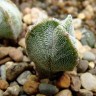 Купить семена кактусов Astrophytum myriostigma v. tricostatum cv. Bohumil Schutz