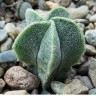 Купить семена кактуса Astrophytum myriostigma MIX