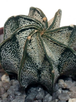 Astrophytum capricorne v. major (PLapp) x aster. Gonzales