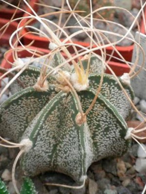 Astrophytum capricorne cv. Weise stachel