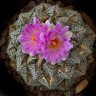 Семена кактуса Ariocarpus fissuratus