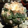Недорогие семена кактусов Ariocarpus fissuratus