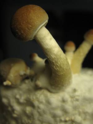 Cubensis Argentina