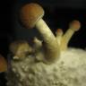 Cubensis Argentina