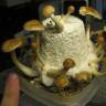 Cubensis Argentina