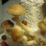 Cubensis Argentina