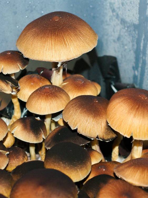 Cubensis Brasil