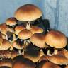 Cubensis Brasil