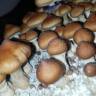 Cubensis Brasil