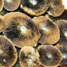 Cubensis Brasil