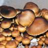 Cubensis Brasil