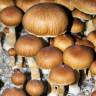 Cubensis Brasil