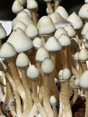 Cubensis Albino A+