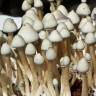 Cubensis Albino A+