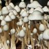 Cubensis Albino A+