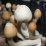 Cubensis Albino A+