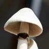 Cubensis Albino A+