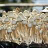 Cubensis Albino A+