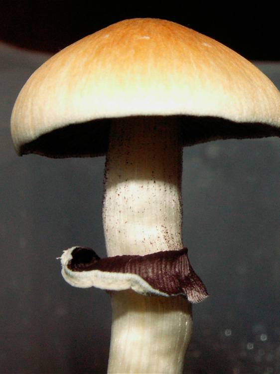 Cubensis Escondido