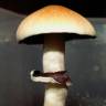 Cubensis Escondido