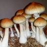 Cubensis Escondido