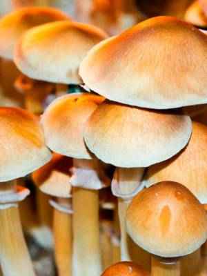 Cubensis Burma