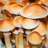 Cubensis Burma