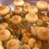 Cubensis Burma