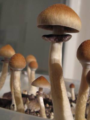 Cubensis Hawaii