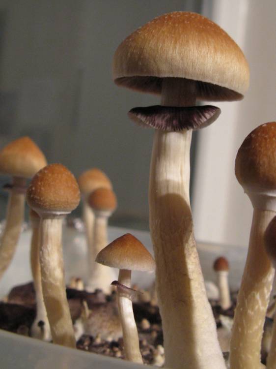 Cubensis Hawaii