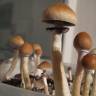 Cubensis Hawaii