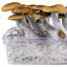 Cubensis Hawaii