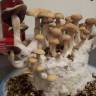 Cubensis Hawaii