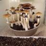 Cubensis Hawaii
