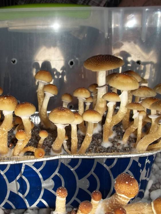 Cubensis Cambodian