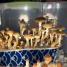 Cubensis Cambodian