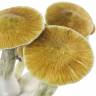 Cubensis Cambodian