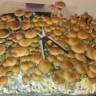 Cubensis Cambodian