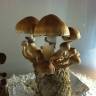 Cubensis Cambodian