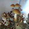 Cubensis Cambodian