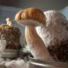 Cubensis Cambodian