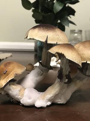 Cubensis Huatla