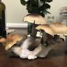Cubensis Huatla
