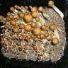 Cubensis Huatla