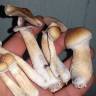 Cubensis Huatla