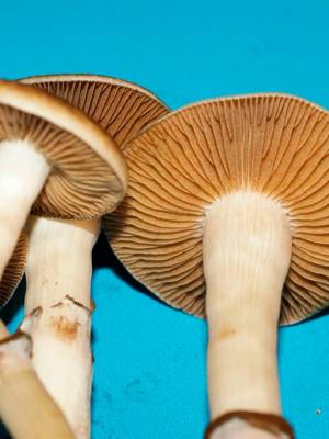 Cubensis Colombian Rust Spore (Red Spore)