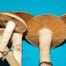 Cubensis Colombian Rust Spore (Red Spore)