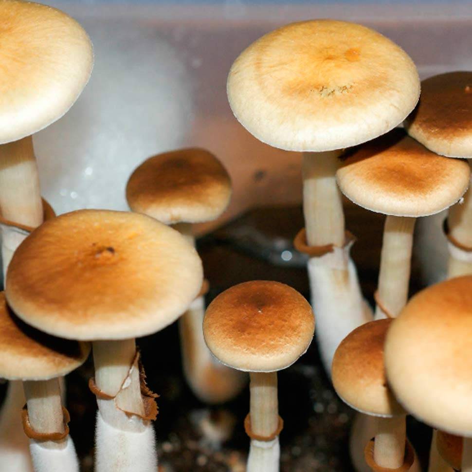 Cubensis Colombian Rust Spore (Red Spore) споровый отпечаток купить, цены